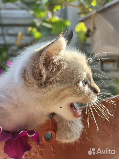 Кошка сиамка