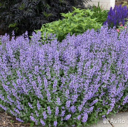 Декоративные растения для сада