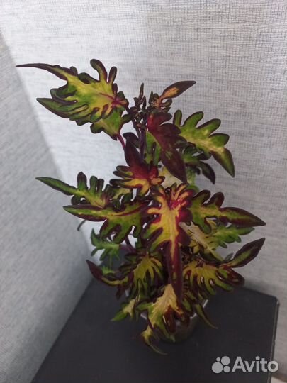 Колеус Царевна Лягушка