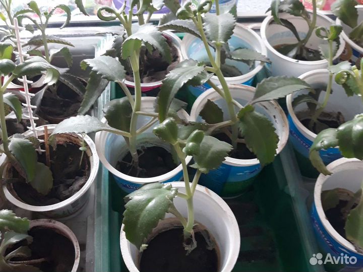 Каланхоэ,кактус и другие