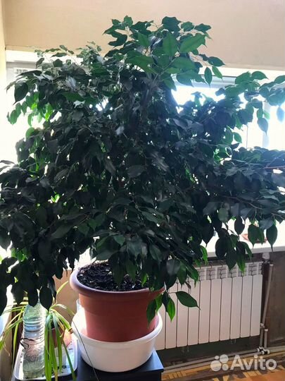 Фикус бенджамина большой