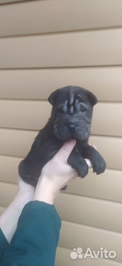 Чистокровные щенки шарпей