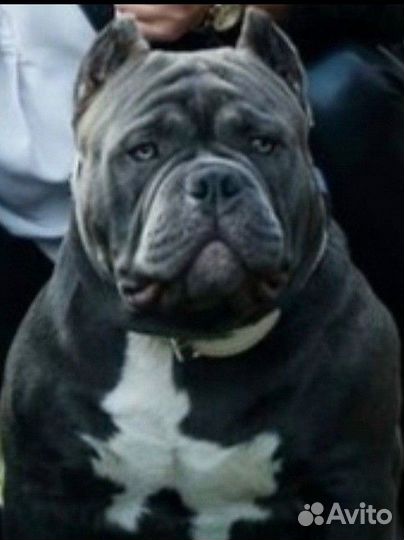 Американский булли