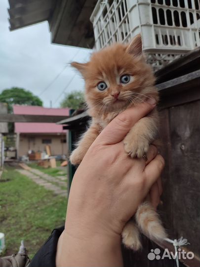 Отдам котят в добрые руки