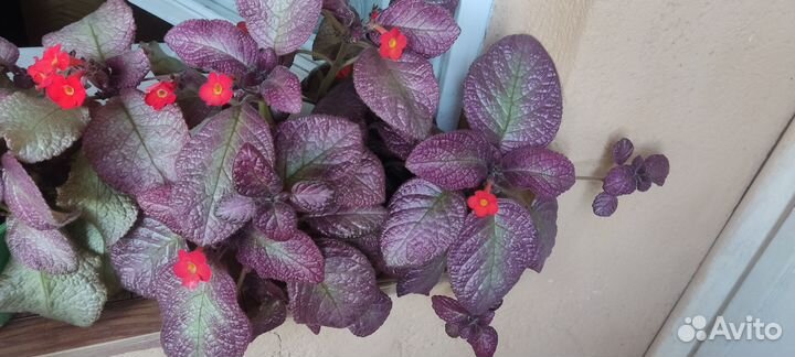 Эписция plum country (сливовая страна), детка (ус)