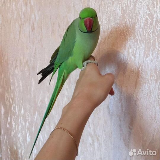 Ожереловый попугай зелёный
