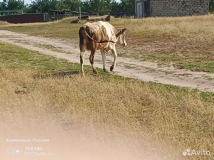 Дойные коррвы