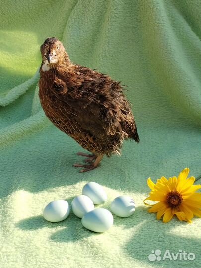 Перепела инкубационное яйцо