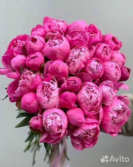 Пионы Букет пионов