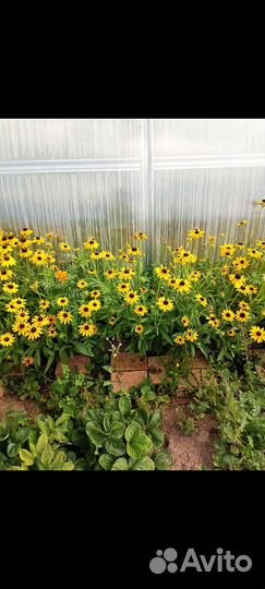 Рудбекия золотой шар