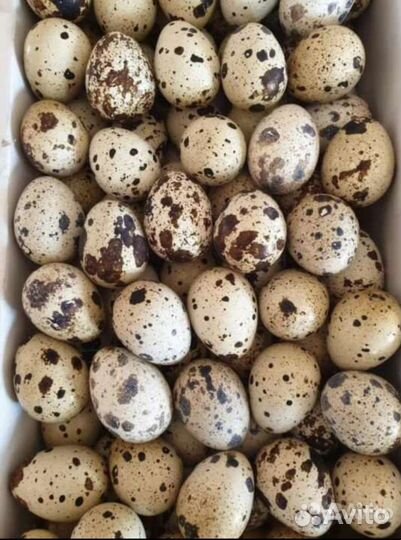 Яйца перепелиные домашние
