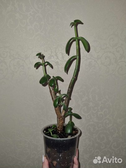 Толстянка. Денежное дерево