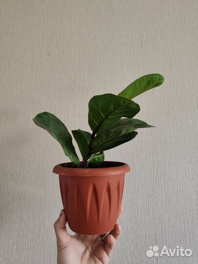 Фикус лирата