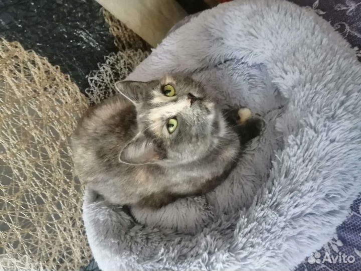 Котенок девочка трехцветочка