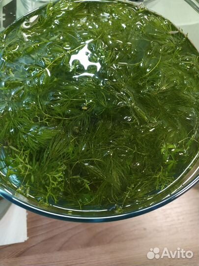 Аквариумные растения