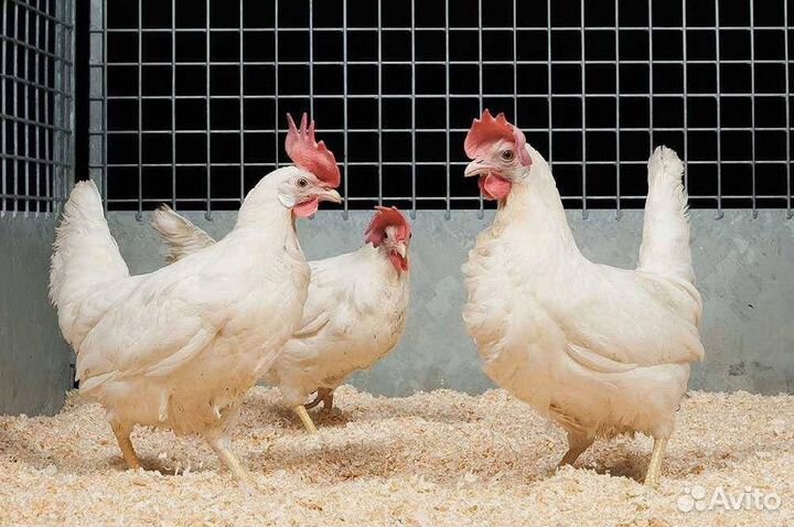 Куры несушки Белые