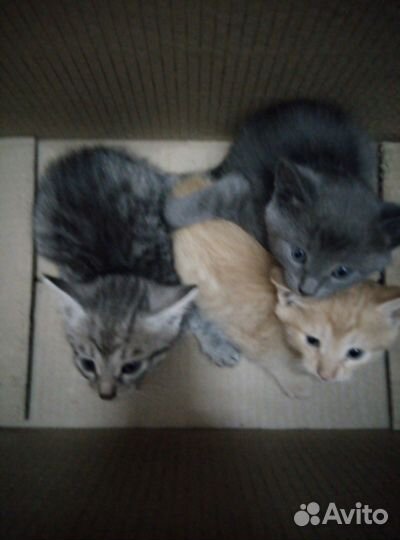 Котята-мальчики