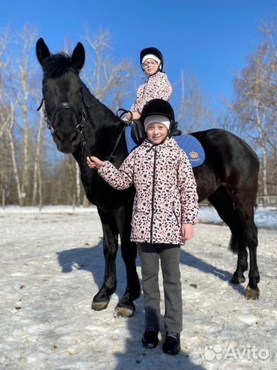Прокат на лошадях в Нижнем Новгороде Ипподром
