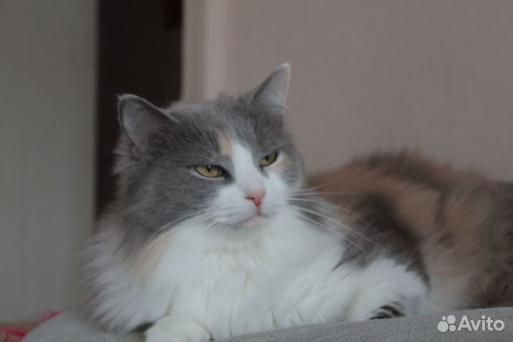 Пушистая красавица ищет дом (из приюта)