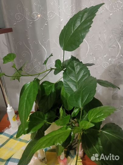 Гибискус китайская роза