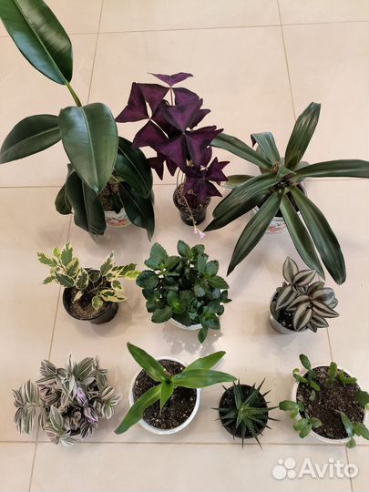 Комнатные растения цветы