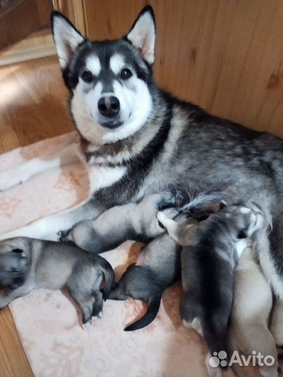 Щенки сибирской хаски