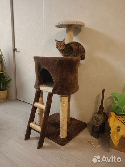 Когтеточка, домик для кошек