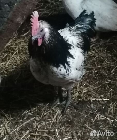 Петух лакеданзи