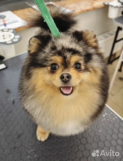 Грумер стрижка собак и кошек