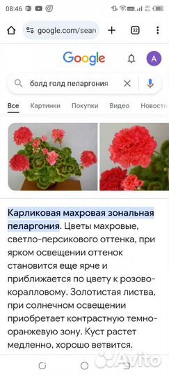 Пеларгония Болд голд