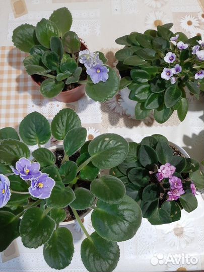 Аглоонема, Герань, Сансевиерия, Фиалки