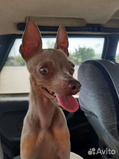 Вязка Той-терьер