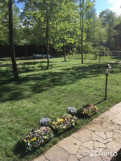 Укладка газона эконом