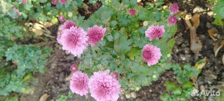 Мультифлора