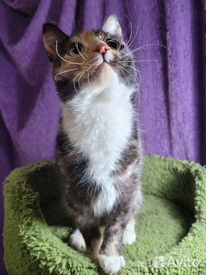 Молодая и ласковая Кошка