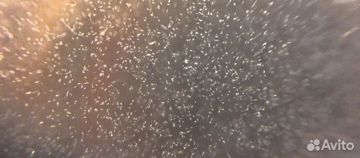 Живой корм для аквариумных рыбок