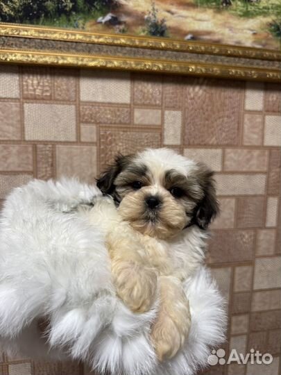 Ши-тцу щенки