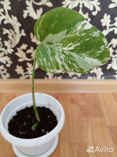 Монстера вариегатная альба