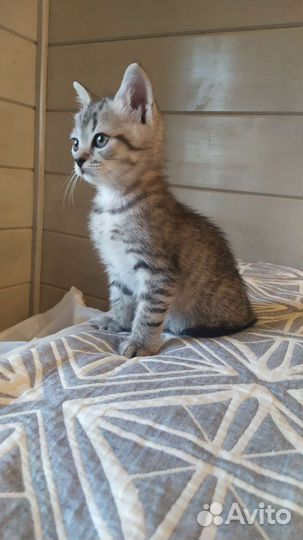 Британец полукровка