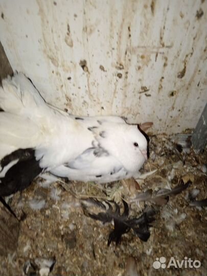 Голуби павлины