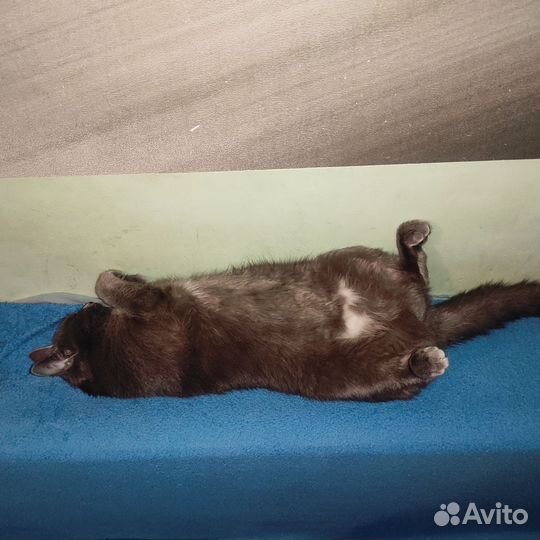 Кошка на случку