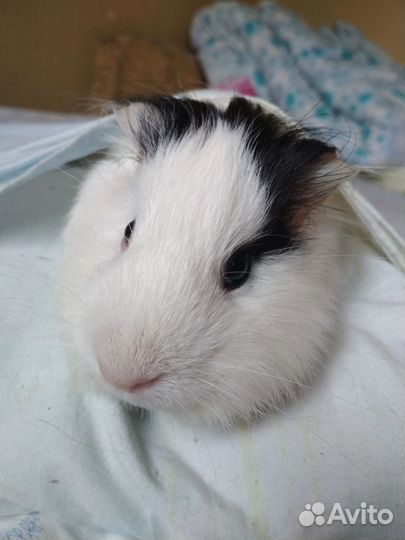 Морская свинка