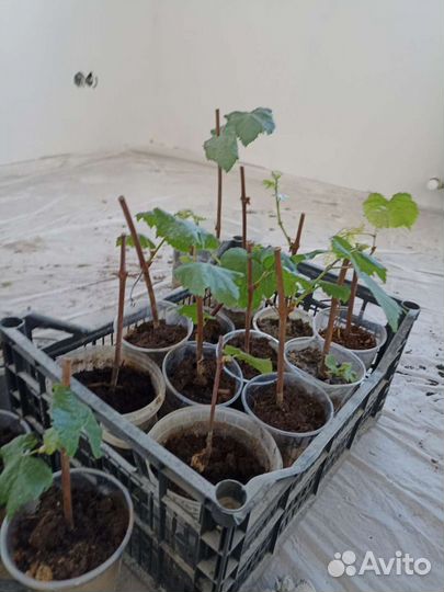 Виноград Изабелла