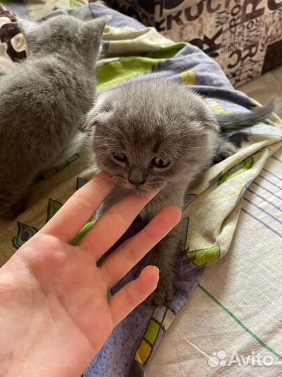 Британские котята