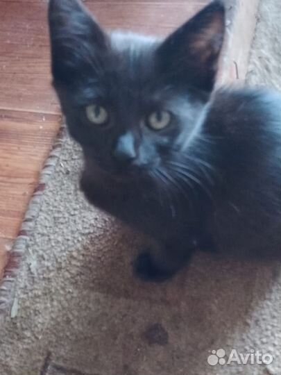 Котята в добрые руки бесплатно