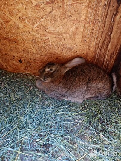 Продаются кролики