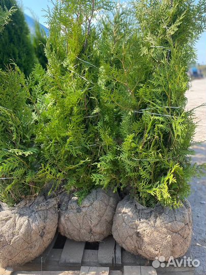 Туя Брабант 180-200см