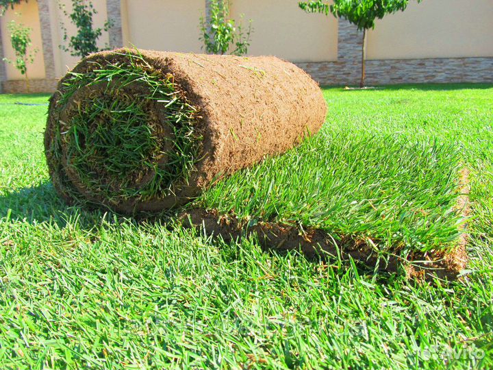 Рулонный газон от производителя