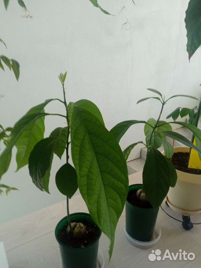 Авокадо дерево