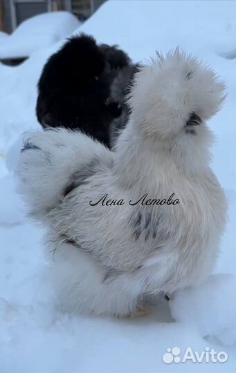 Китайские шелковые куры